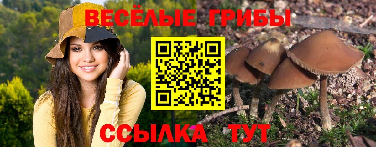 Кудрово  Псилоцибиновые грибы Cubensis  Вход с VPN 